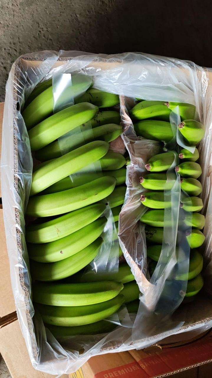 Fresh Banano Cavendish de Costa Rica .