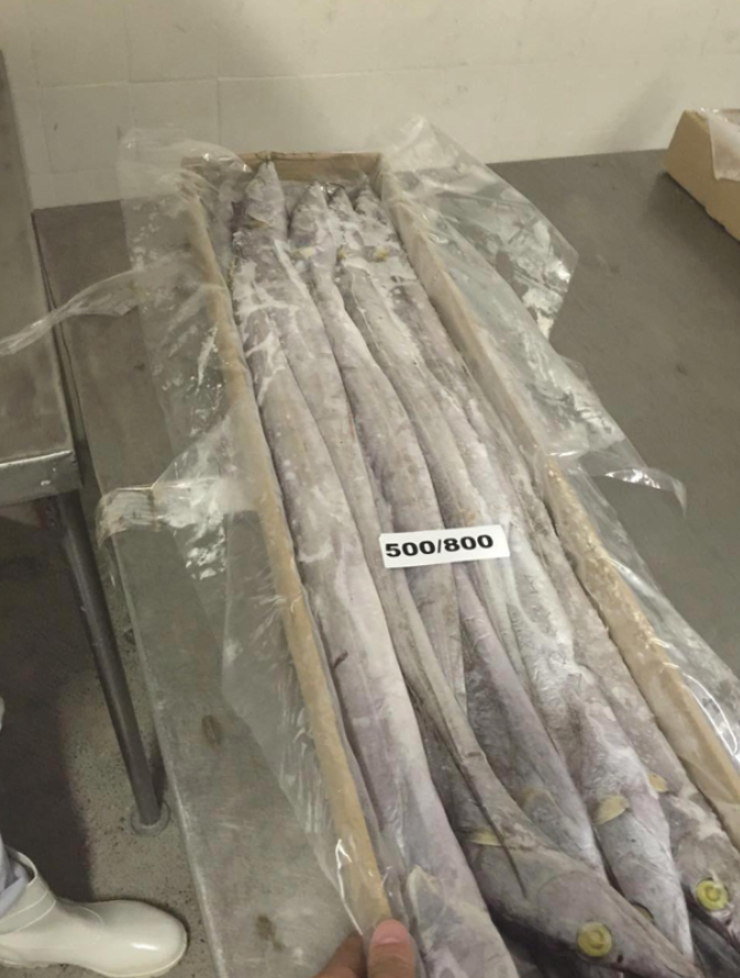 Ribbonfish