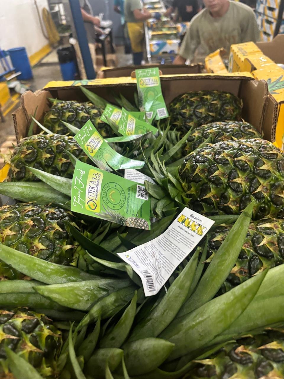 Fresh Piña premium cortada y congelada