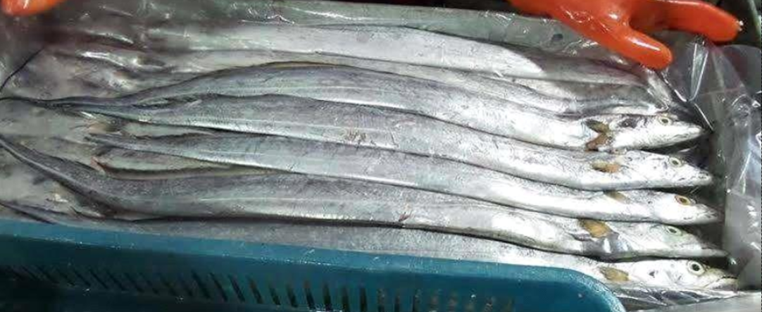 Ribbonfish