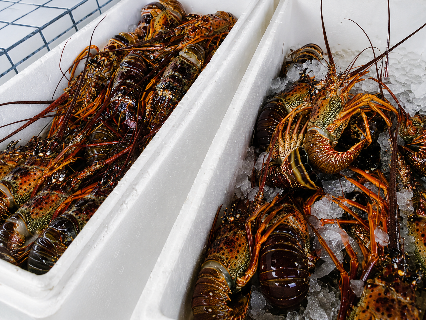 Live Lobster Entire