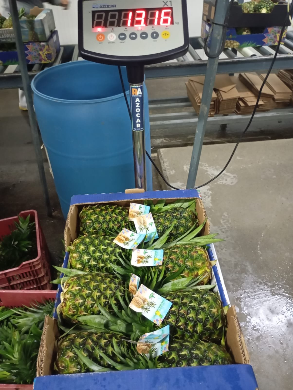 Fresh Piña