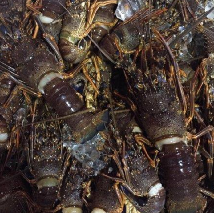 Live Lobster Entire