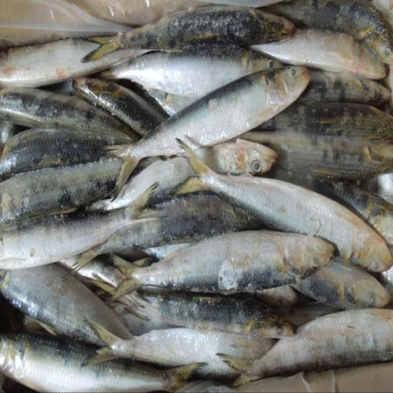 Mackerel  1.000 – 2.000 Kg
