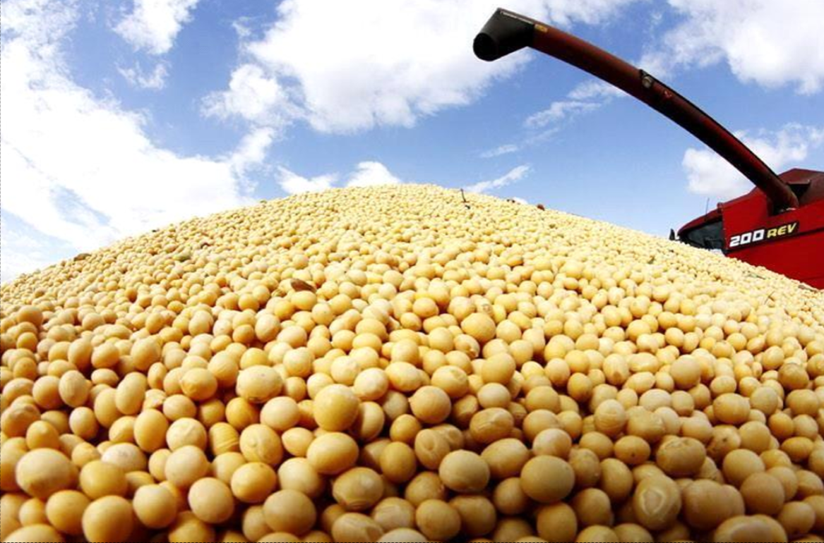 Soybeans GMO