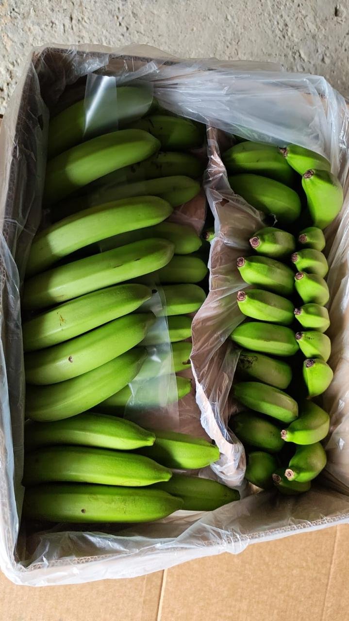 Fresh Banano Cavendish de Costa Rica .