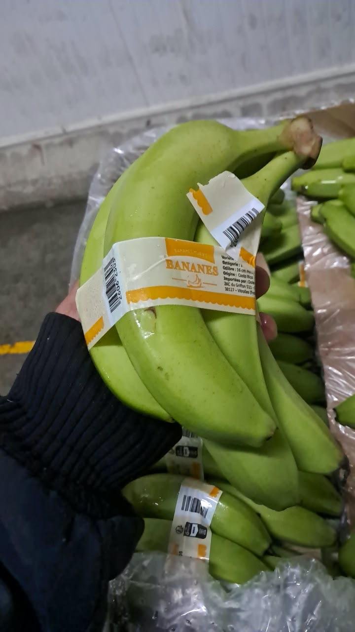 Fresh Banano Cavendish de Costa Rica .