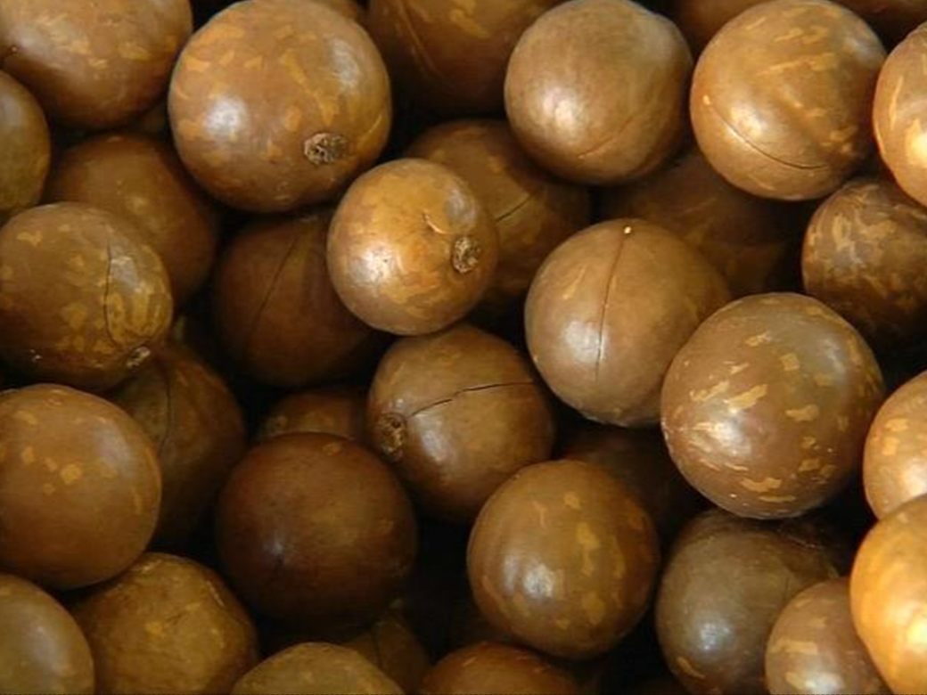Macadamia Nut with Bark
