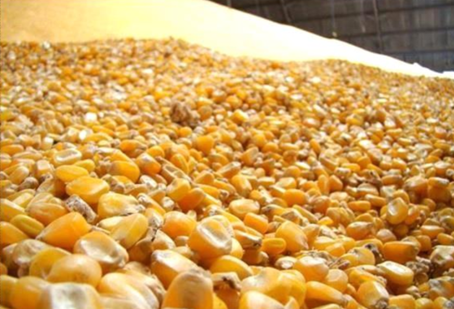 Yellow Corn GMO