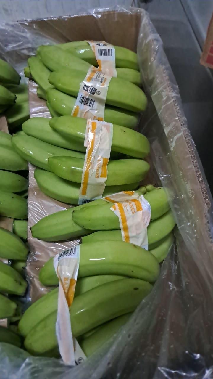 Fresh Banano Cavendish de Costa Rica .
