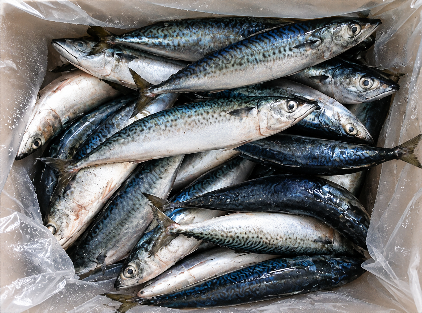 Mackerel  1.000 – 2.000 Kg
