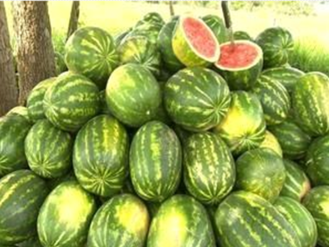 Watermelon Box 16 KG