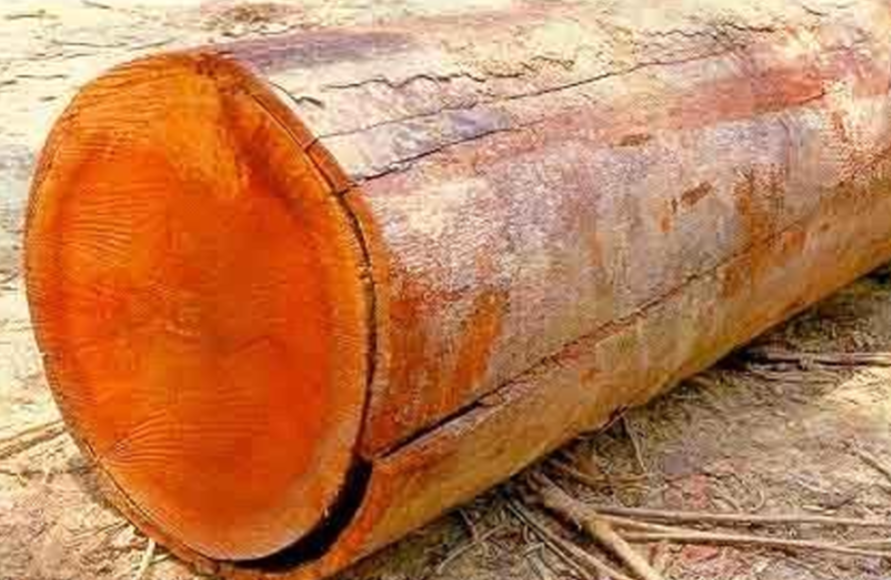 Jatoba