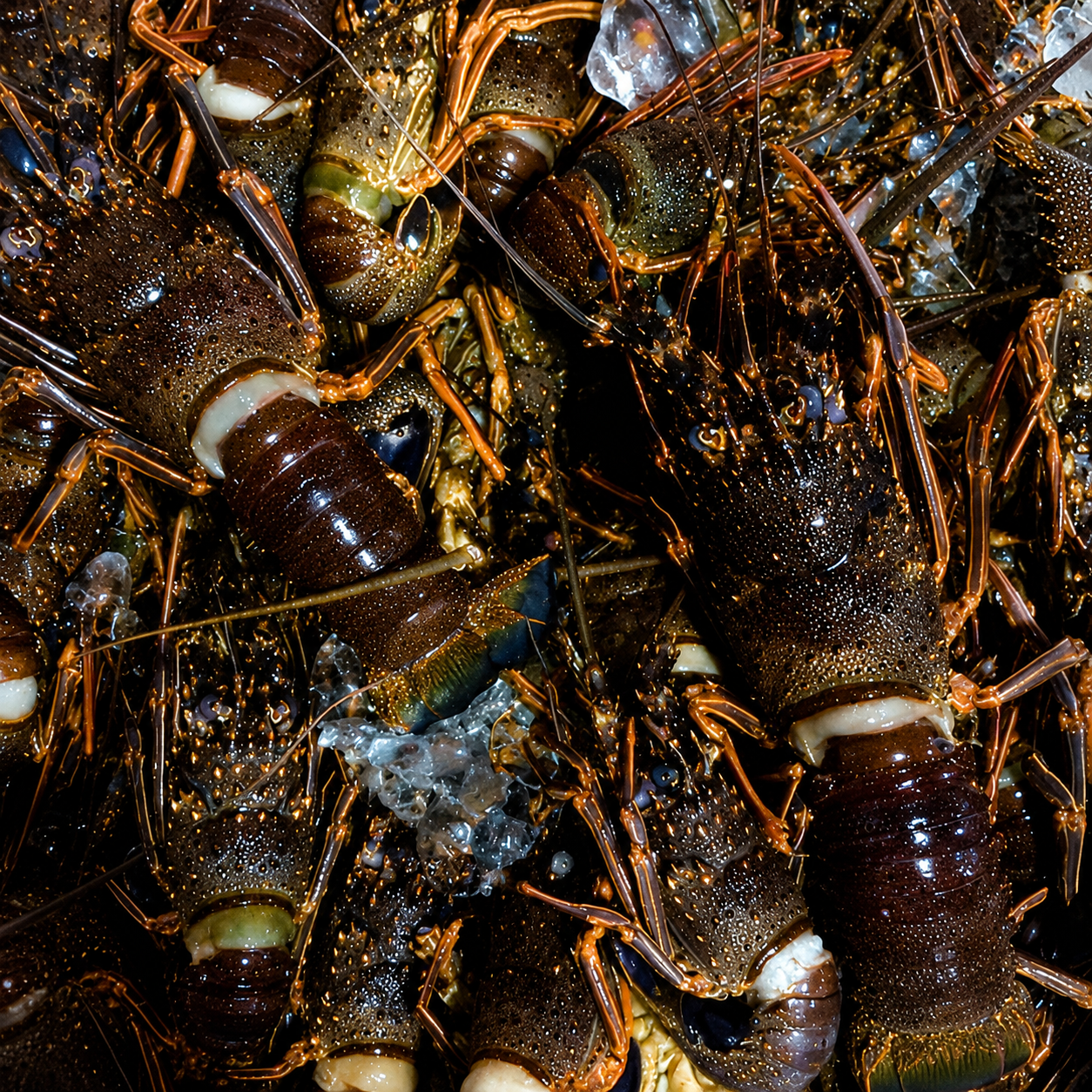 Live Lobster Entire