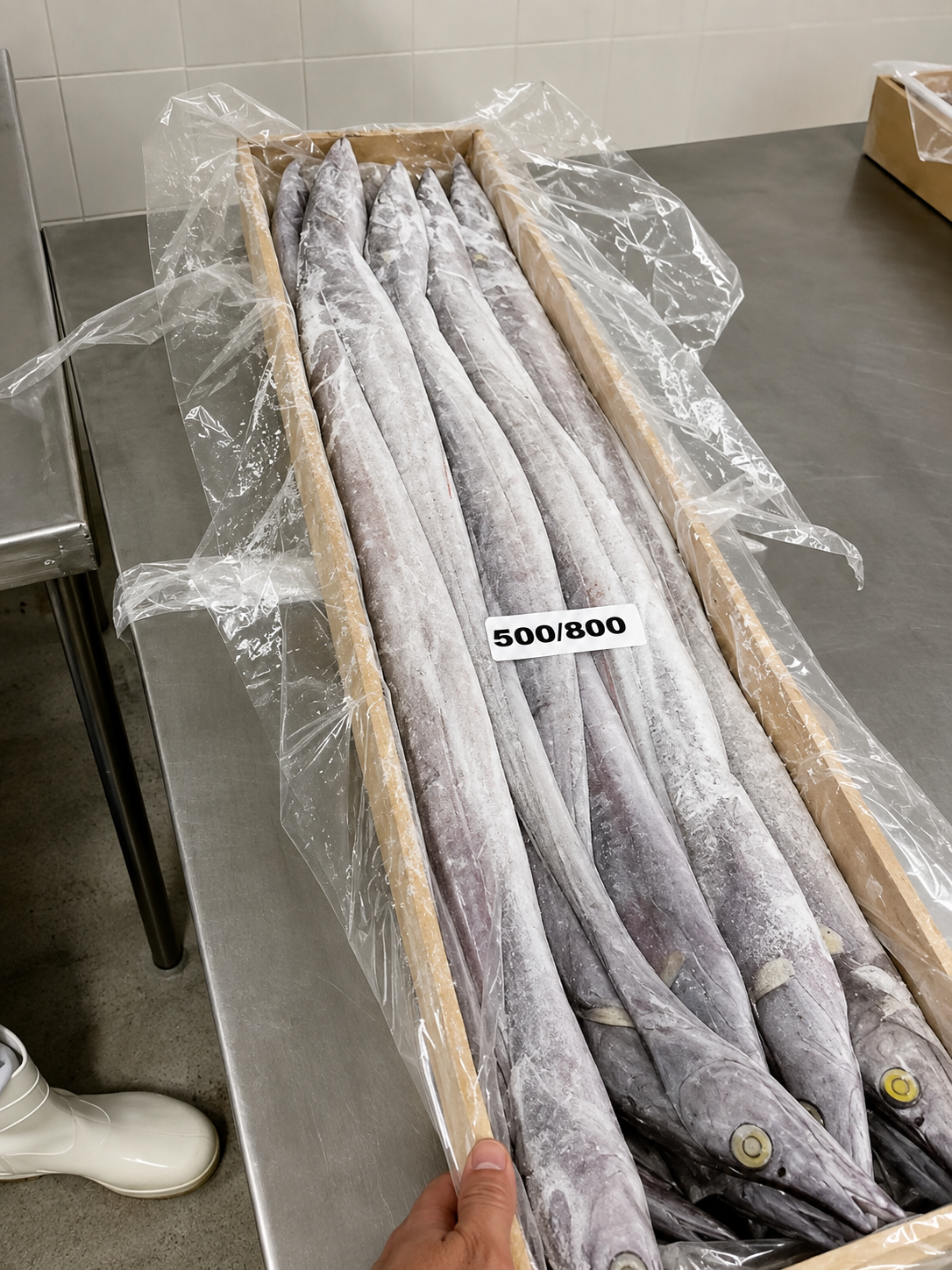 Ribbonfish