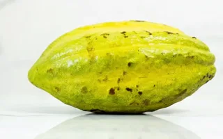 Cacao en fruta (unidad)