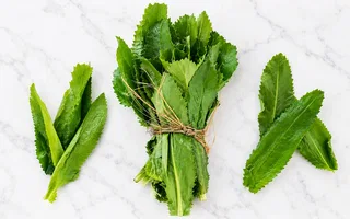 Culantro Coyote - 70g