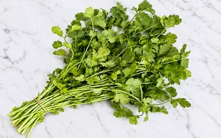 Culantro orgánico - Rollo