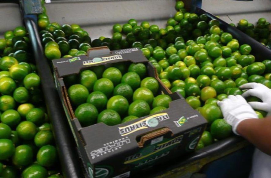 Lemon Thaiti Box 4.5 KG