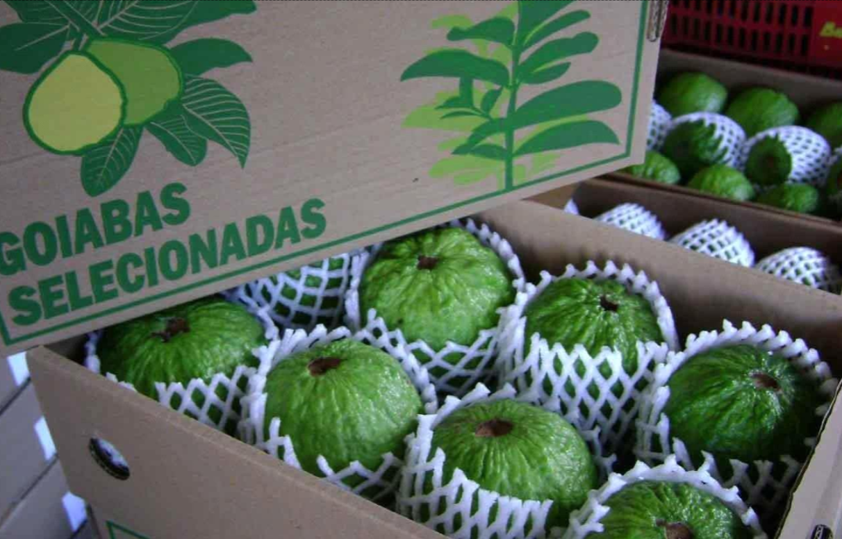 Red Guava Box 4 kg